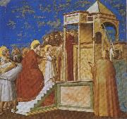 GIOTTO di Bondone, Presentation of the Virgin in the Temple
